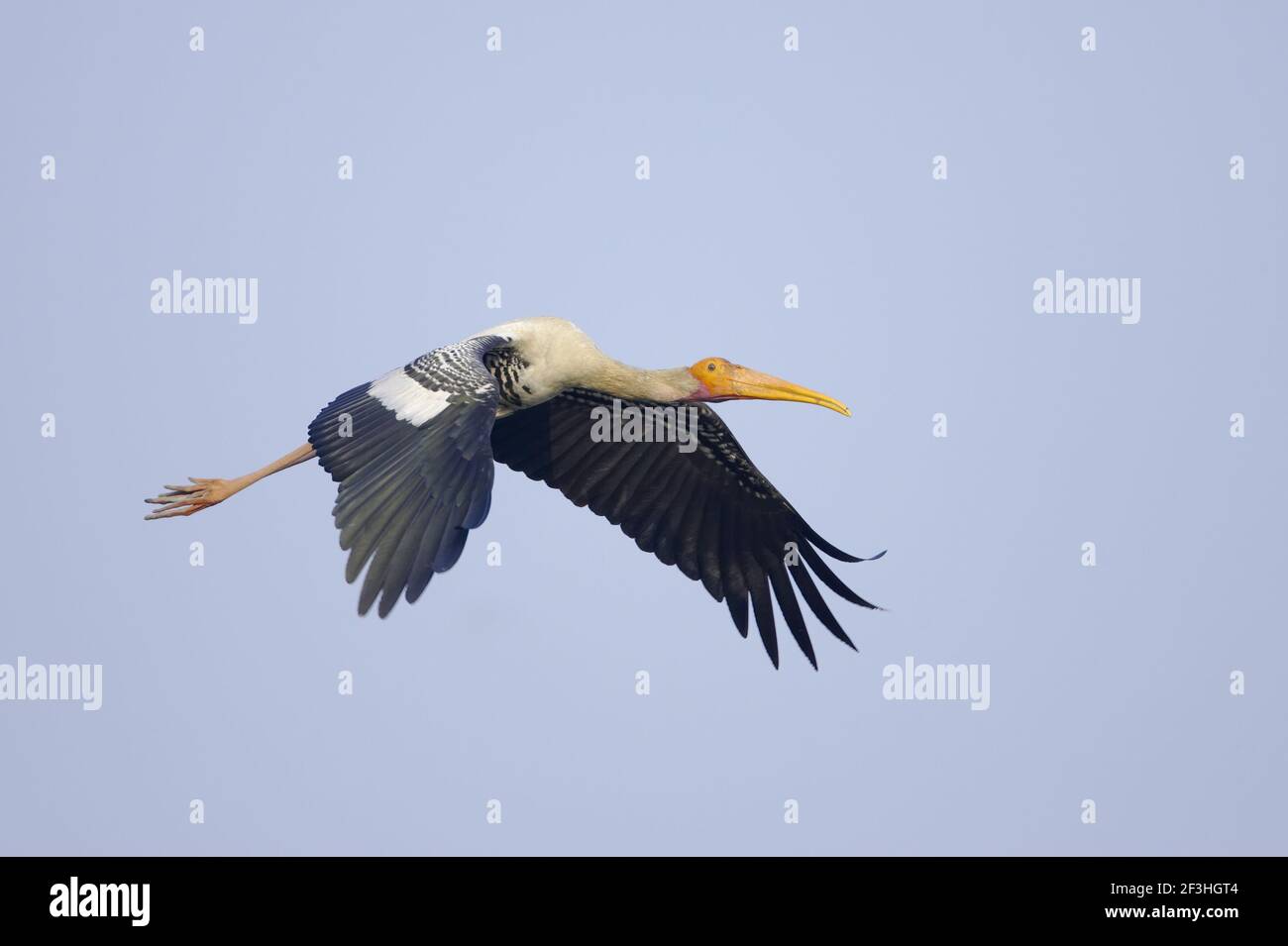 Painted Stork - In flight Mycteria leucocephala Keoladeo Ghana National Park Bharatpur  Rajasthan  India BI018409 Stock Photo