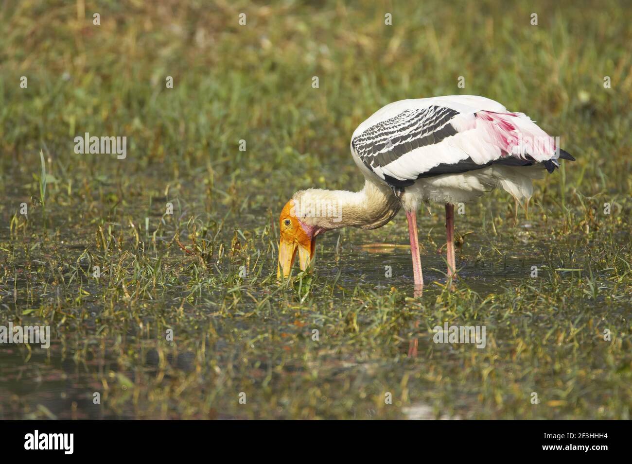 Painted Stork - Searching for food  Mycteria leucocephala Keoladeo Ghana National Park Bharatpur  Rajasthan  India BI018430 Stock Photo