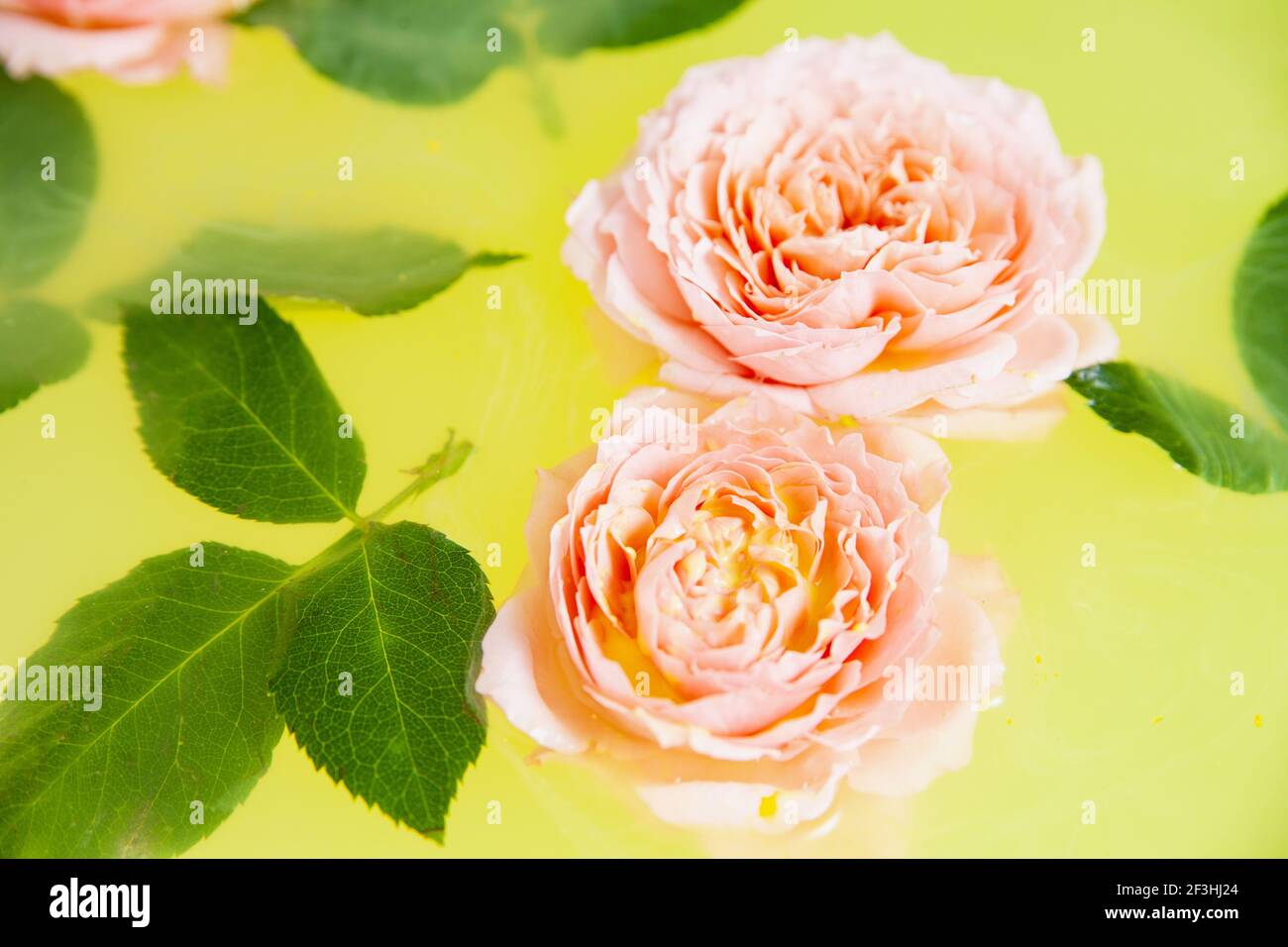 Rose buds and leaves in yellow water in bath Stock Photo Alamy