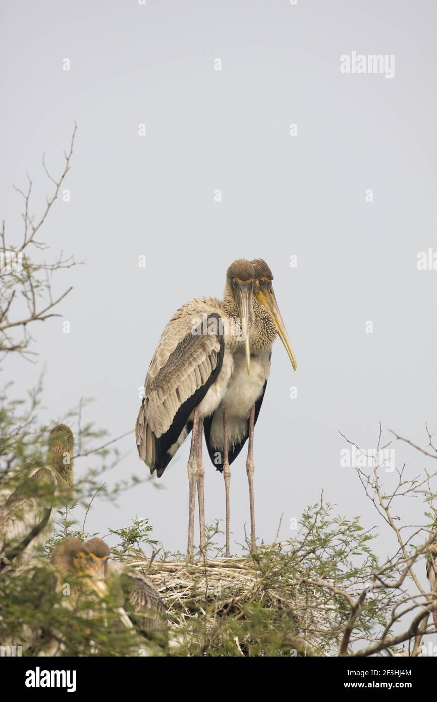Painted Stork - Two young on nest Mycteria leucocephala Keoladeo Ghana National Park Bharatpur  Rajasthan  India BI018450 Stock Photo