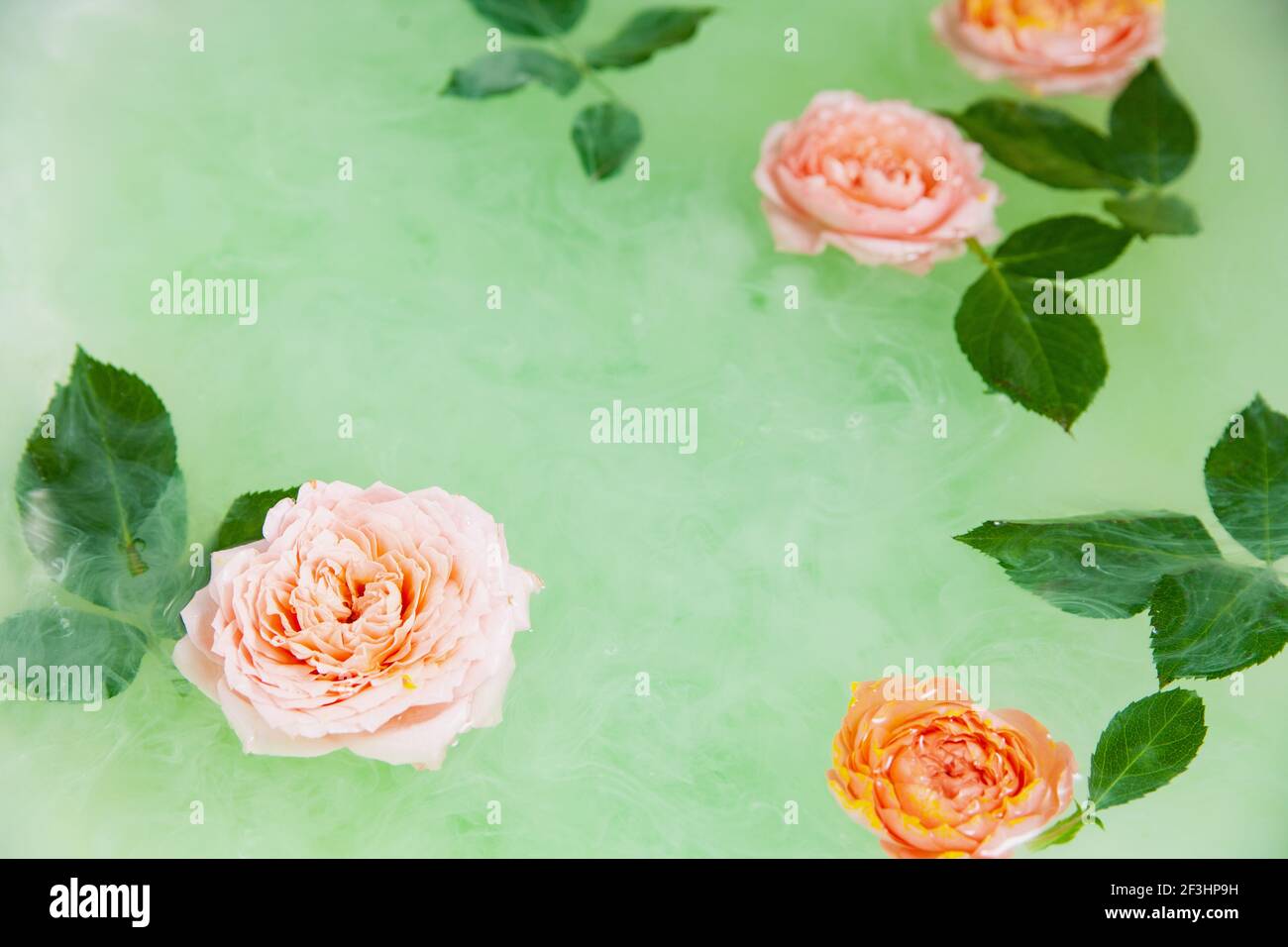 Buds of rose flower in water in bath Stock Photo Alamy