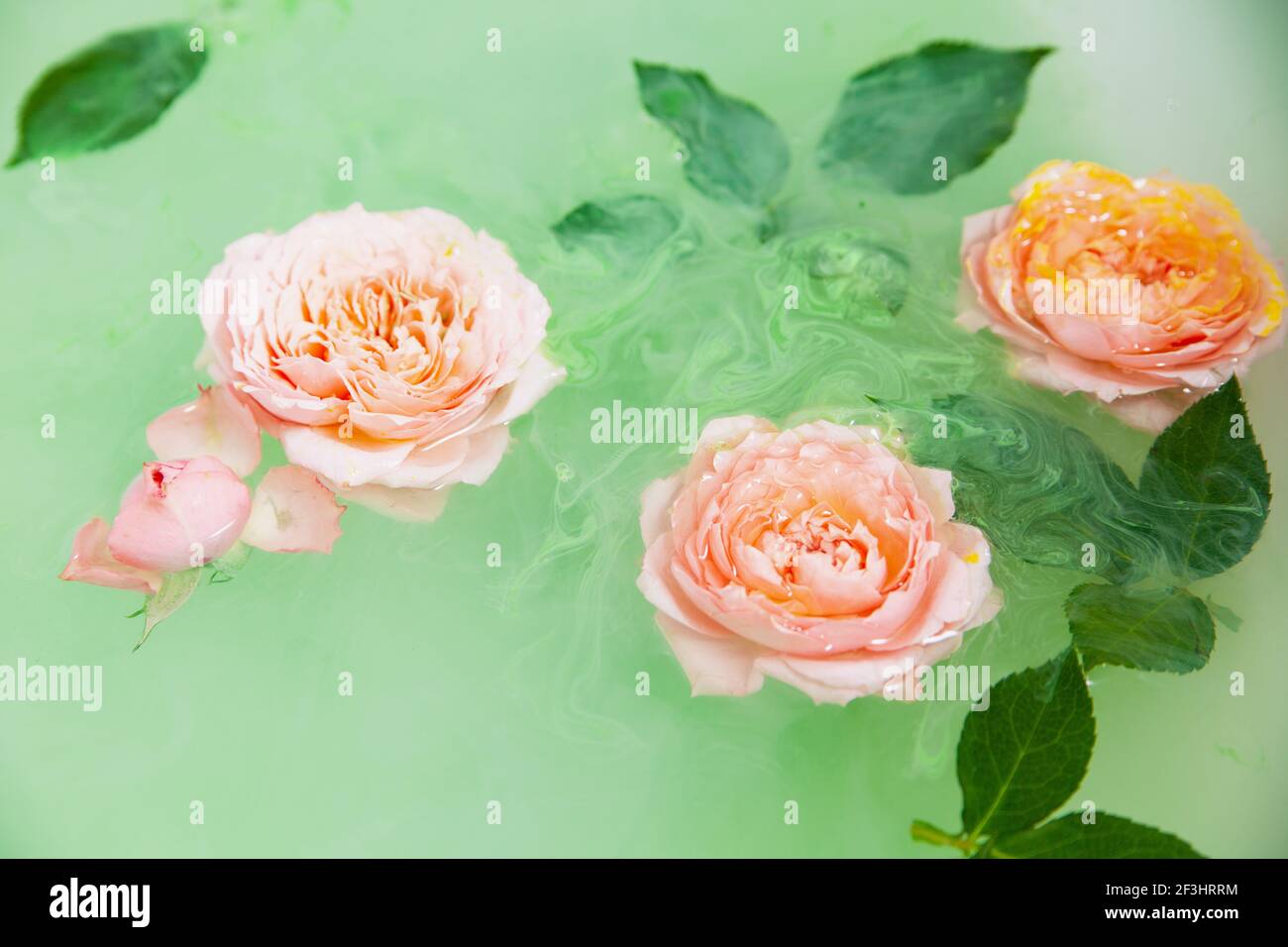 Buds of rose flower in water in bath Stock Photo Alamy