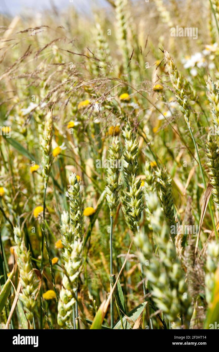 Types of weeds hi-res stock photography and images - Alamy