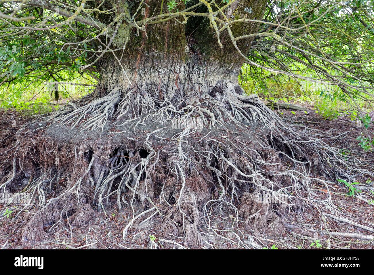 Exposed tree root Stock Photo