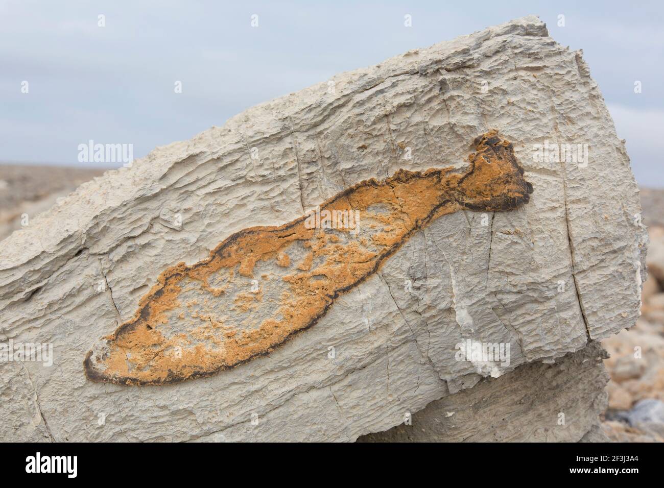 Iron impregnation in form of a fish in a rock, Kinnvika, Svalbard, Norway Stock Photo