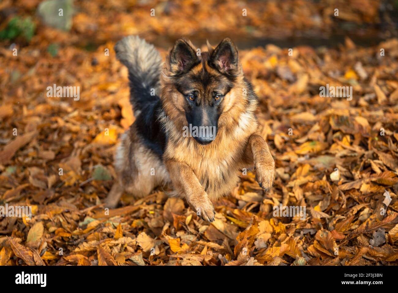 Longhaired German Shepherd. Adult dog running in leaf litter. Germany Stock Photo