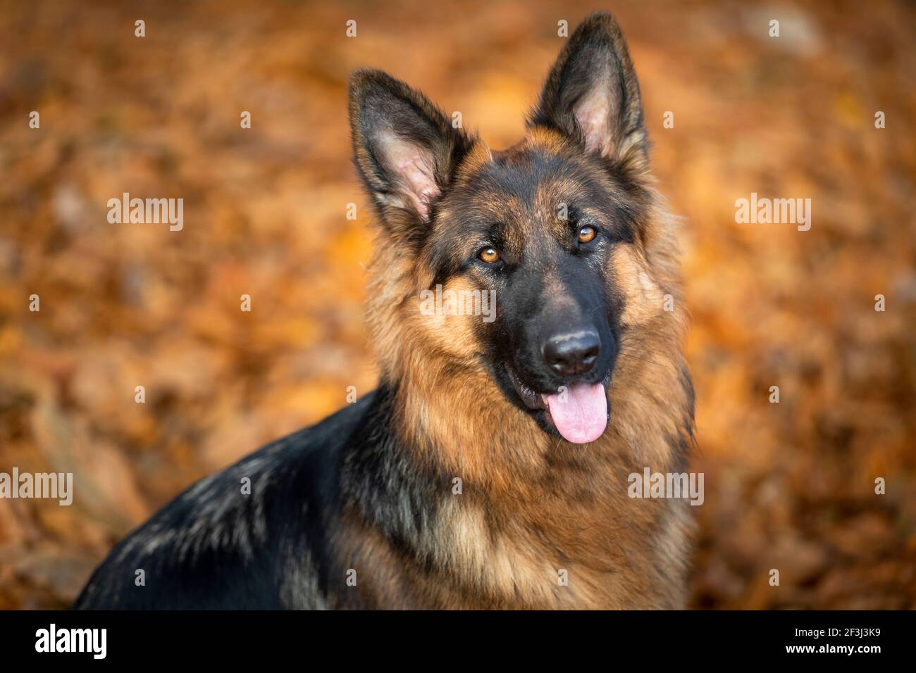 Longhaired German Shepherd. Portrait of adult dog. Germany Stock Photo