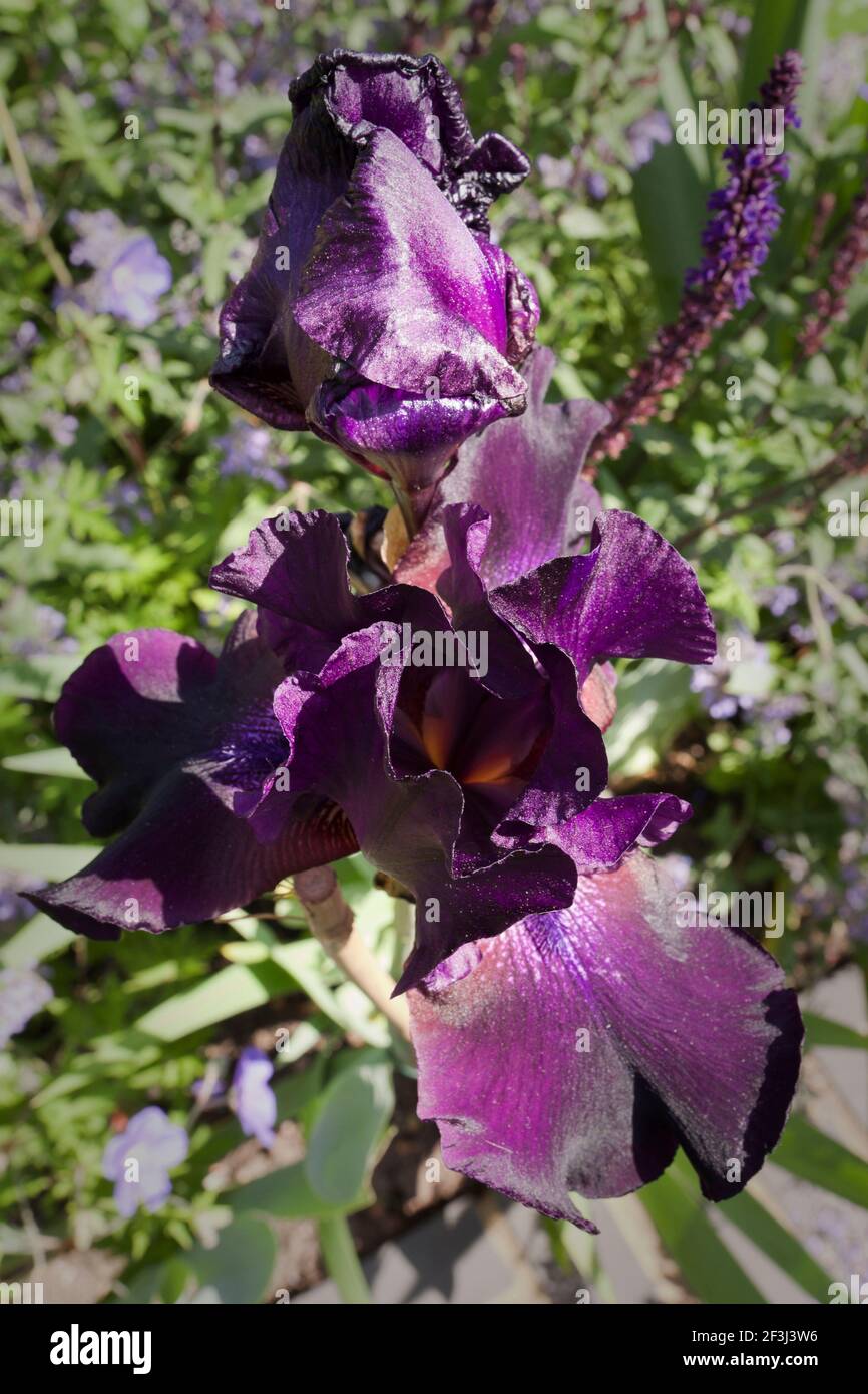 Dark reddish-purple iris in the rear garden of Irenie and Adam Cossey house in North London, UK, designed by Modular. Photographed in June Stock Photo