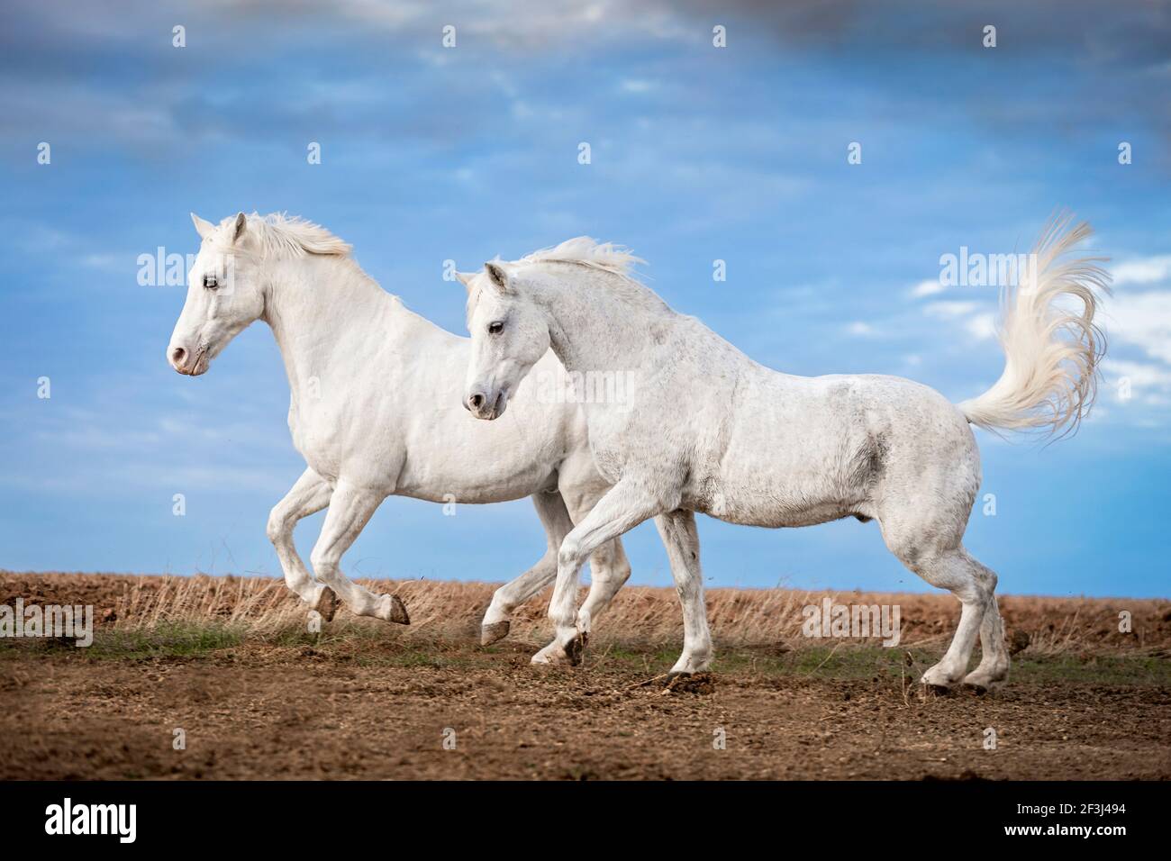 German Riding Pony. Two adult horses galopping on a pasture. Germany Stock Photo