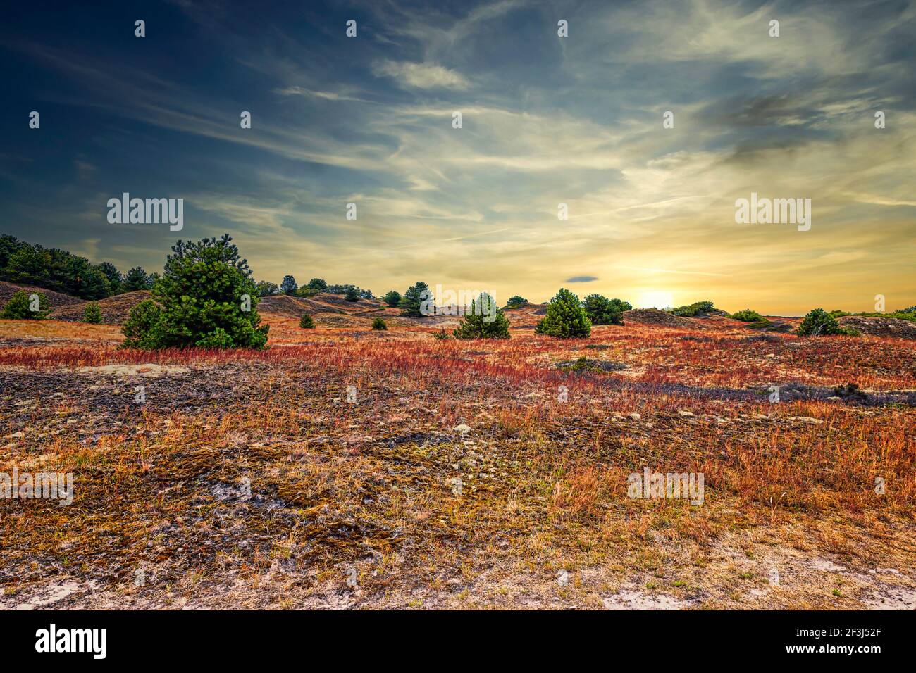 lonely heathland on a German island Stock Photo