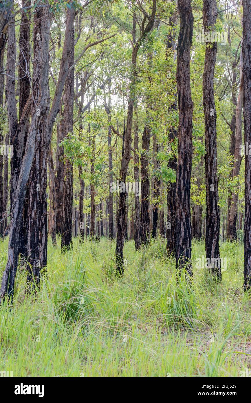 Burnt in bushfires 15 months ago these native Turpentine trees, (Syncarpia glomulifera) in the Budawang National Park are recovering well after rain. Stock Photo