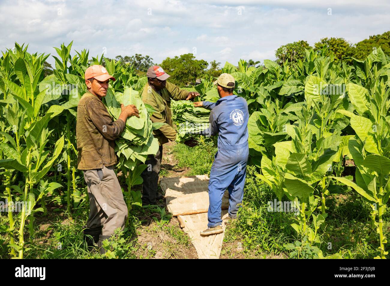 Common tobacco (Nicotiana tabacum), harvesting tobacco leaves, Alejandro Robaina tobacco plantation, Pinar del RÃo province, Cuba Stock Photo