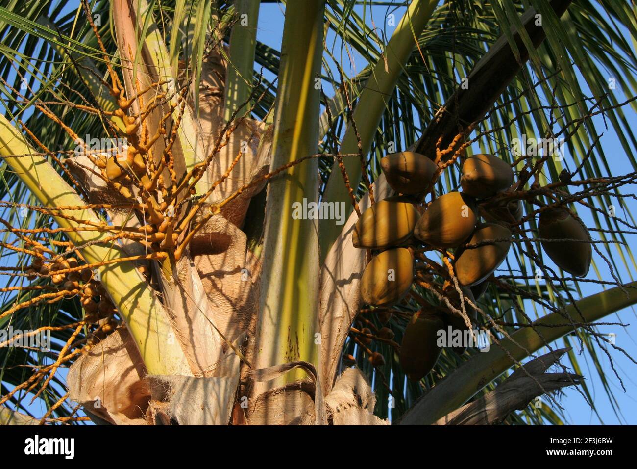 Coconut palm with coconuts in Northern Territory in Australia Stock