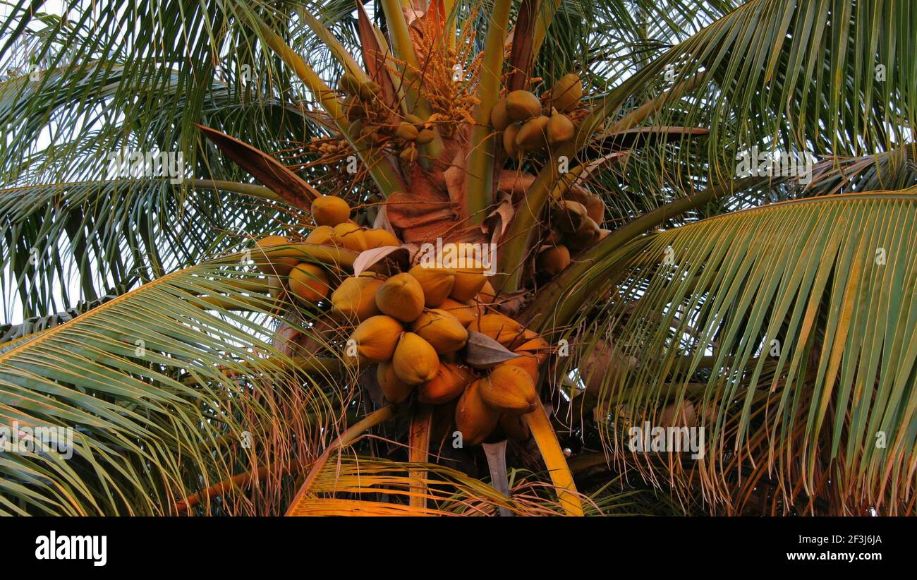 Coconut palm with coconuts in Northern Territory in Australia Stock