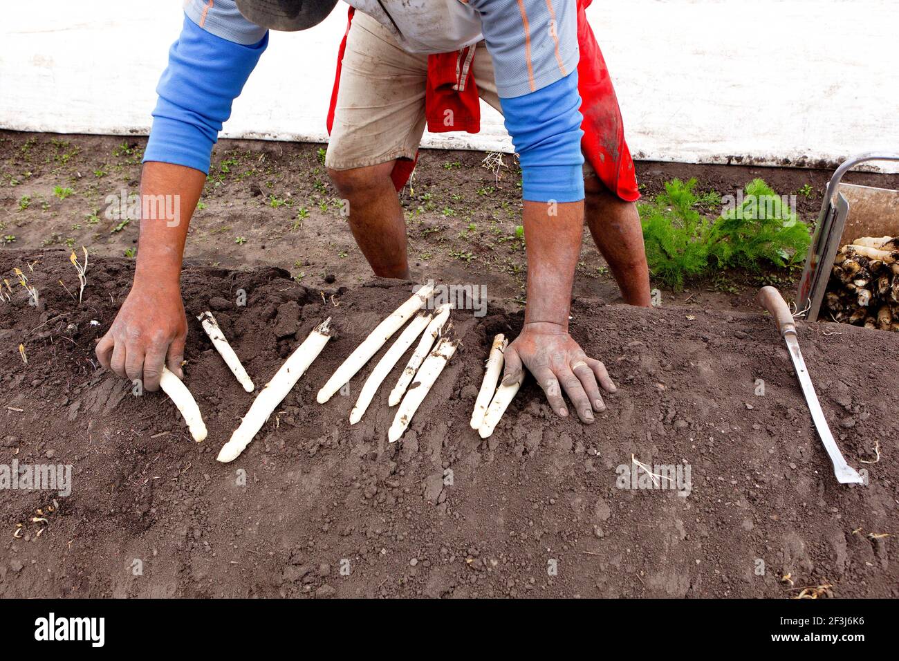 Asparagus harvest, Worker, Picking Stock Photo