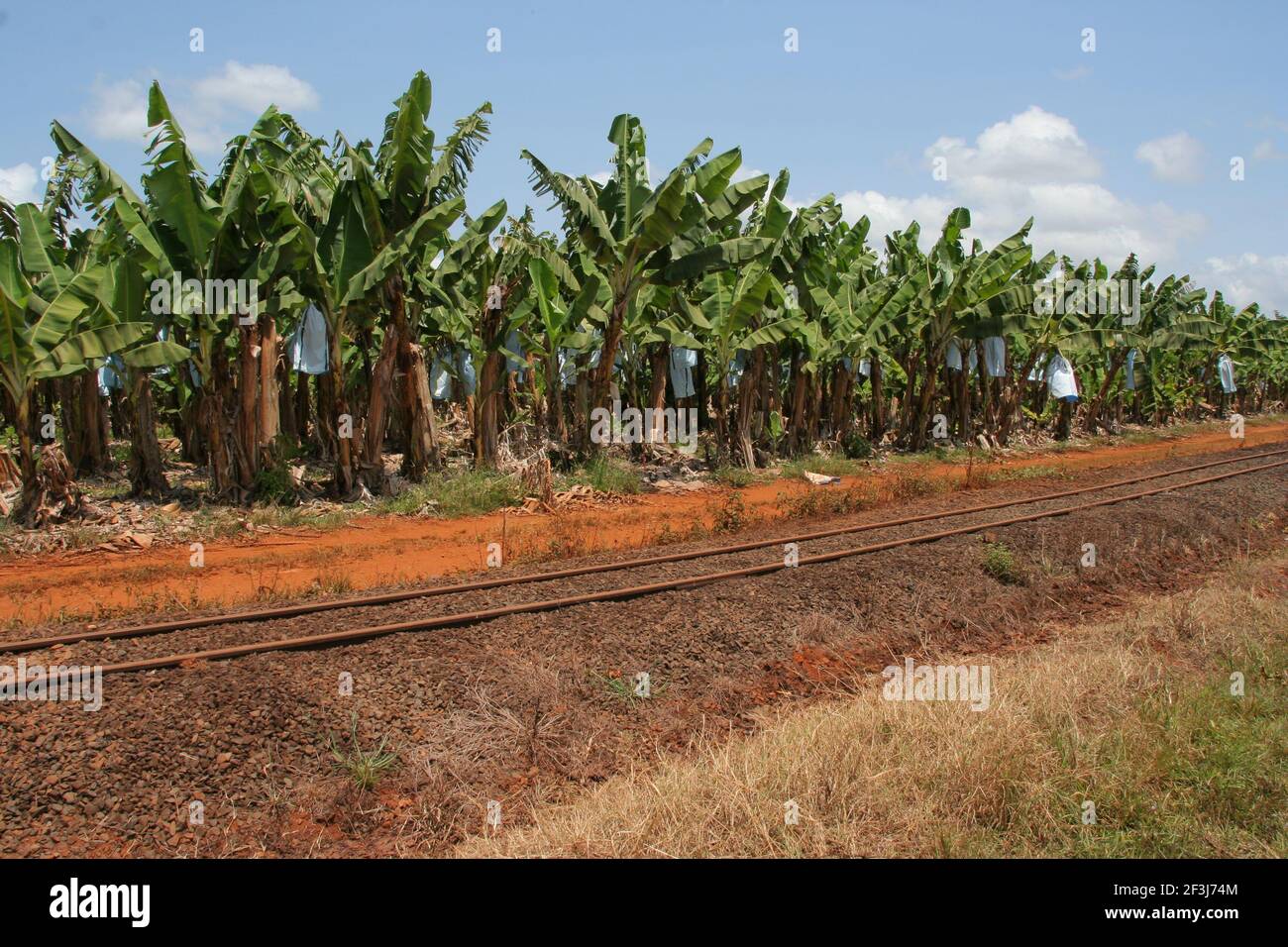 Banana plantation in Queensland in Australia Stock Photo Alamy