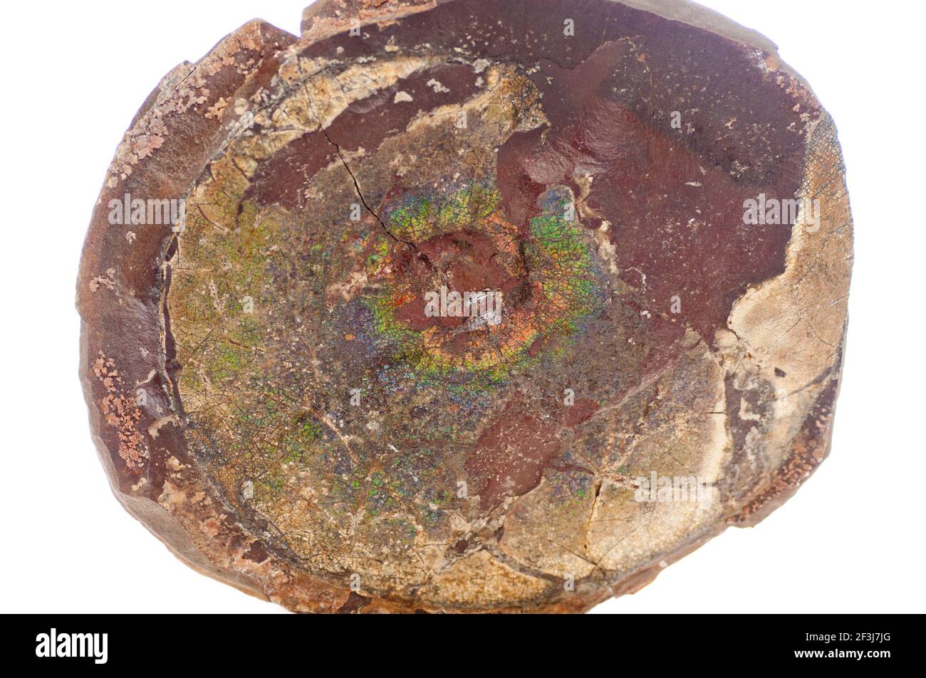 colorful ammonite crystal shell fossil in sedimentary rock Stock Photo