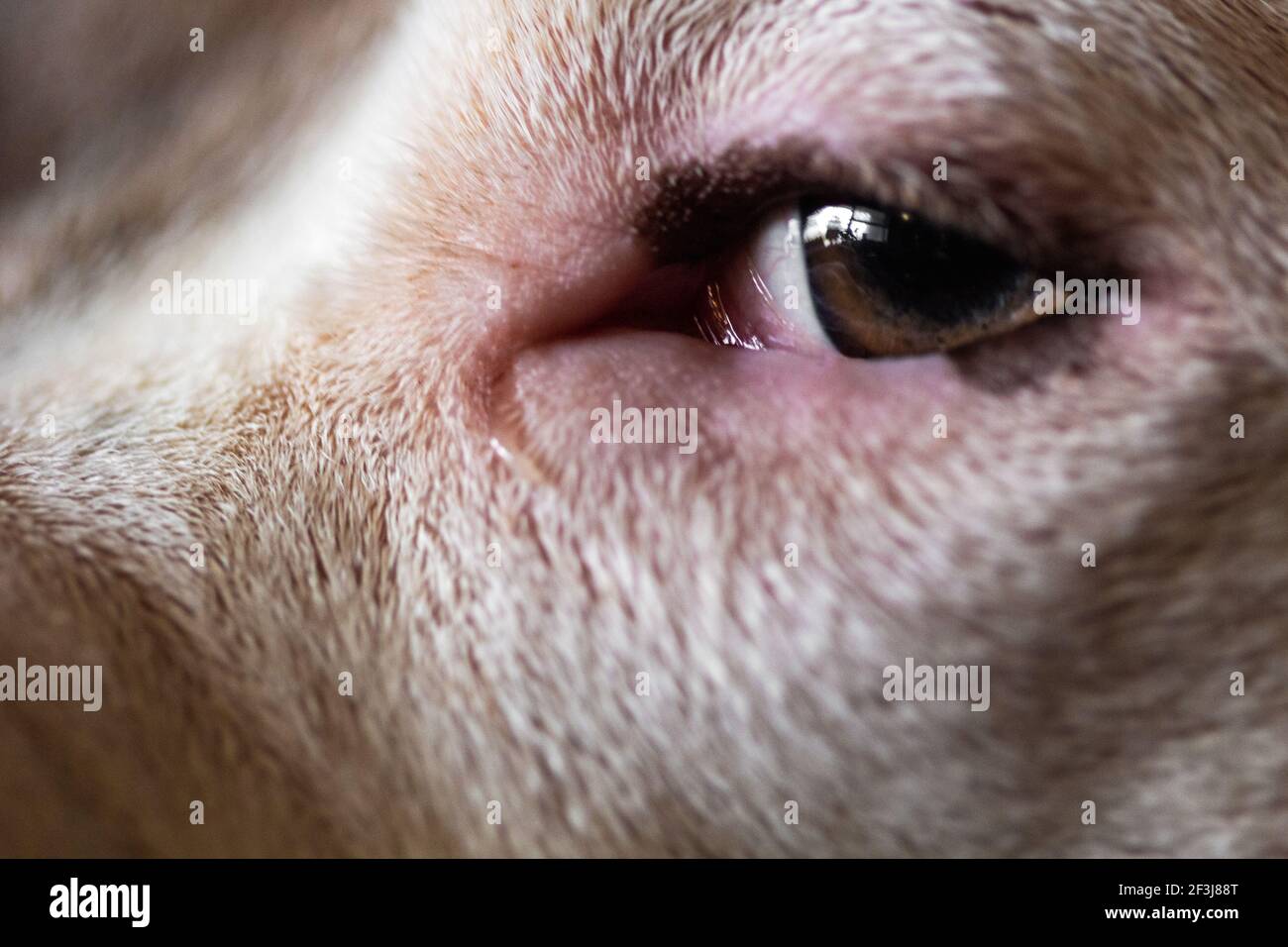 A mixed breed dog (American Staffordshire Pit Bull Terrier and American Pit Bull Terrier) (Canis lupus familiaris) looks out of the corner of his eye. Stock Photo