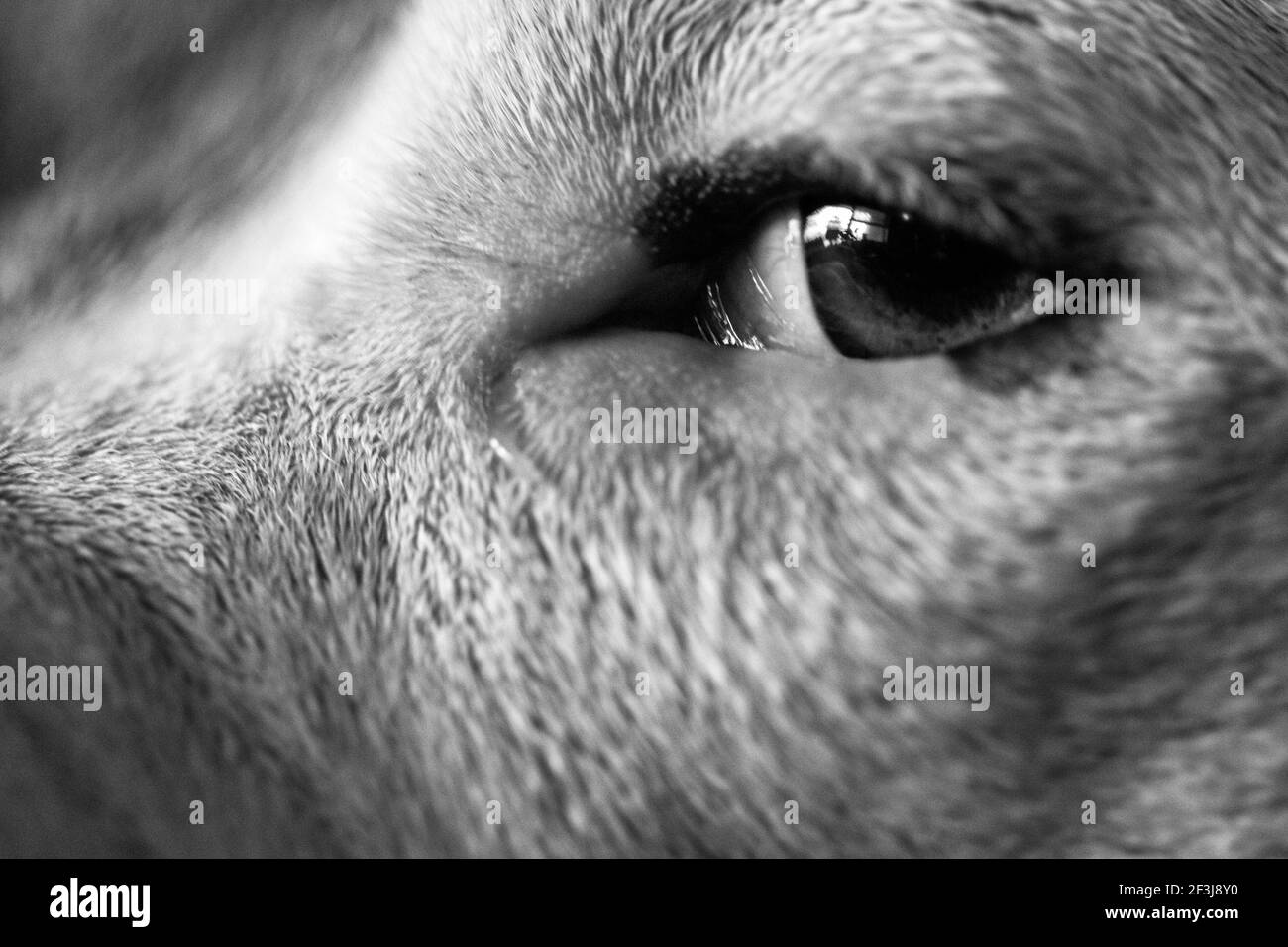 Staffordshire bull terrier Black and White Stock Photos & Images Alamy