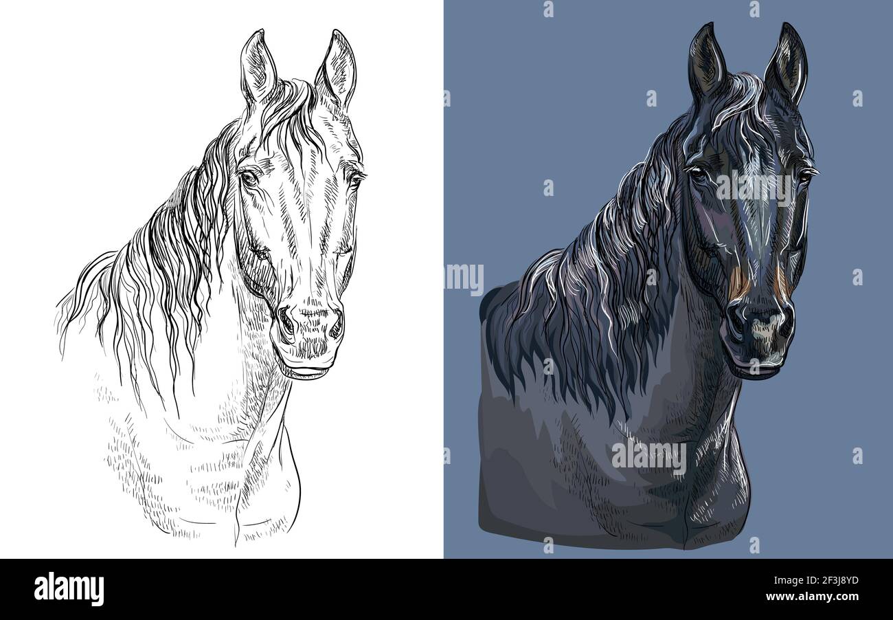 Realistic head of brown bay horse. Vector black and white and colorful isolated illustration of horse. For decoration, coloring book, design, prints, Stock Vector