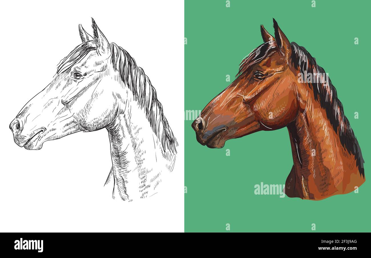 Уши лошади рисунок