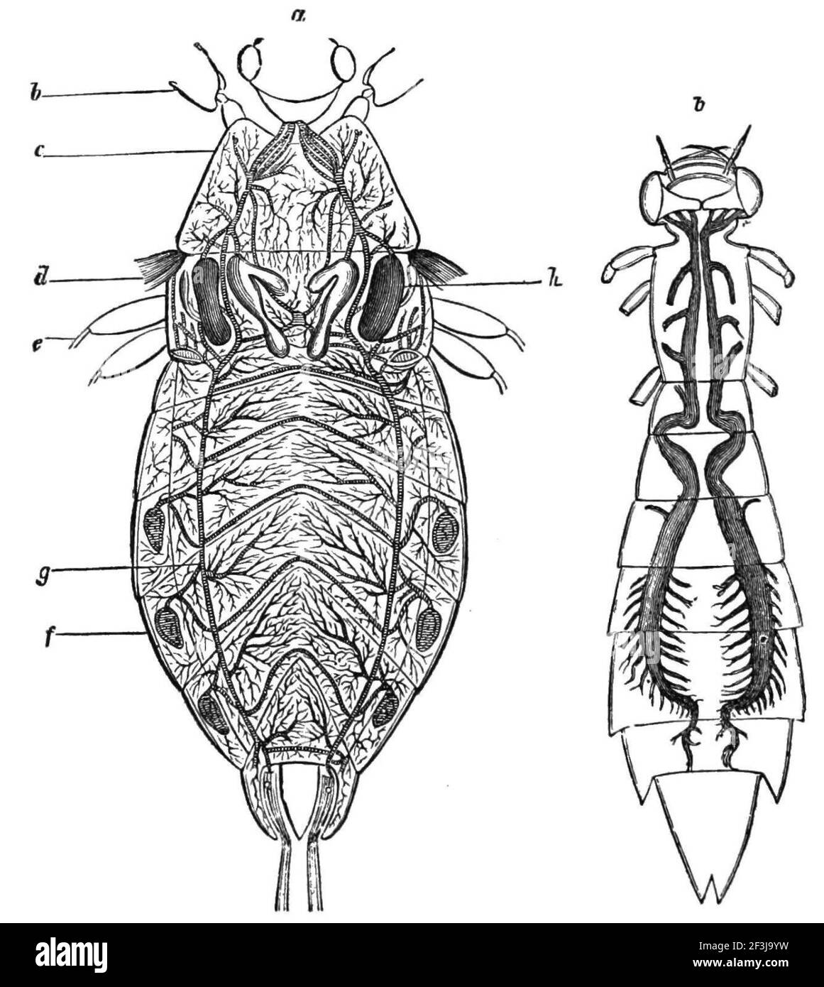 Larva; egg-cocoon 1896 old antique print BEETLES Great black water-beetle 