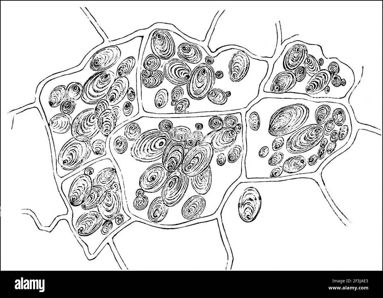 Potato cells containing starch grains Stock Photo Alamy