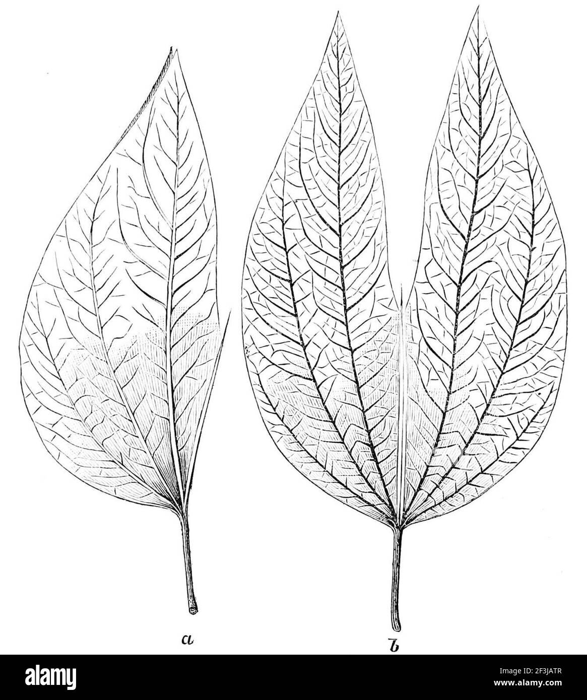 Leaf of bauhinia braziliensis Stock Photo - Alamy