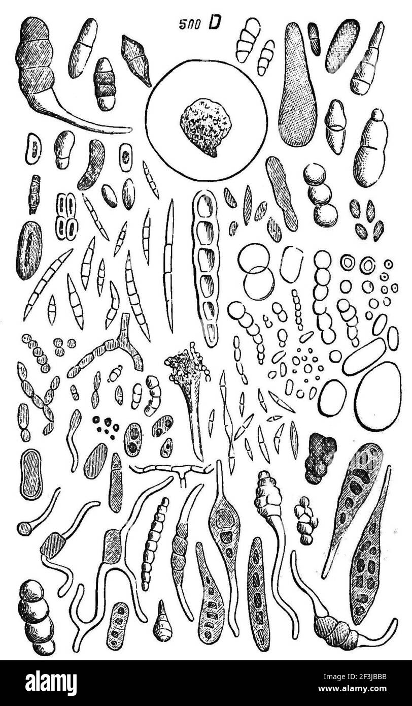 Spores of algae and moss in the atmosphere Stock Photo Alamy