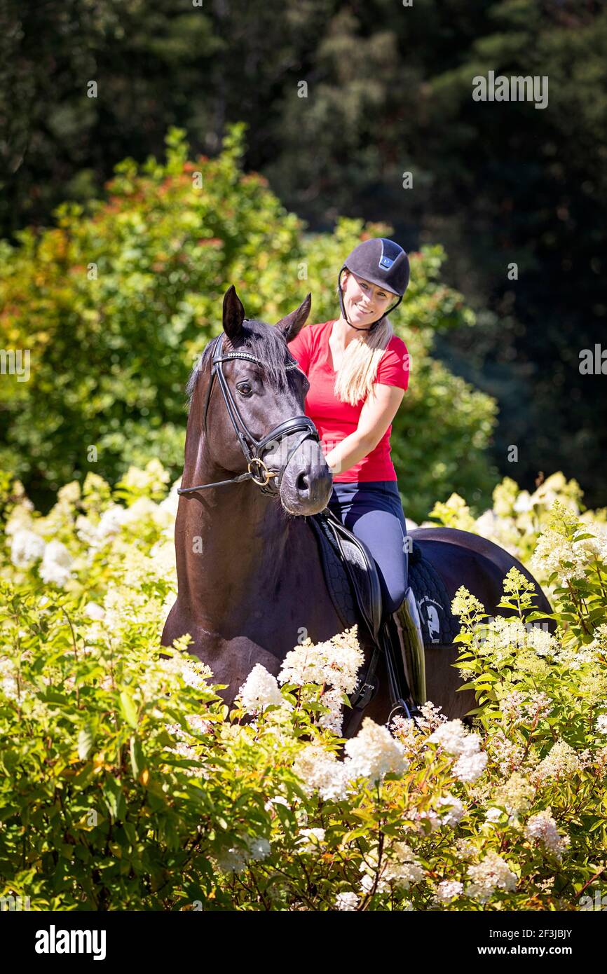 Westphalian Horse. Rider on black stallion standing among white flowers. Germany Stock Photo