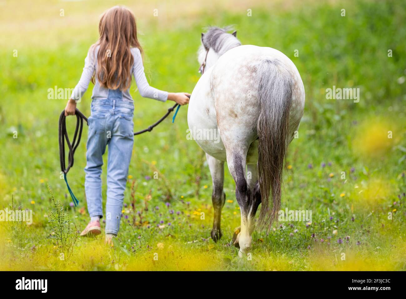 Welsh Mountain Pony, Section A. A girl leads a white horse from the pasture. Germany Stock Photo