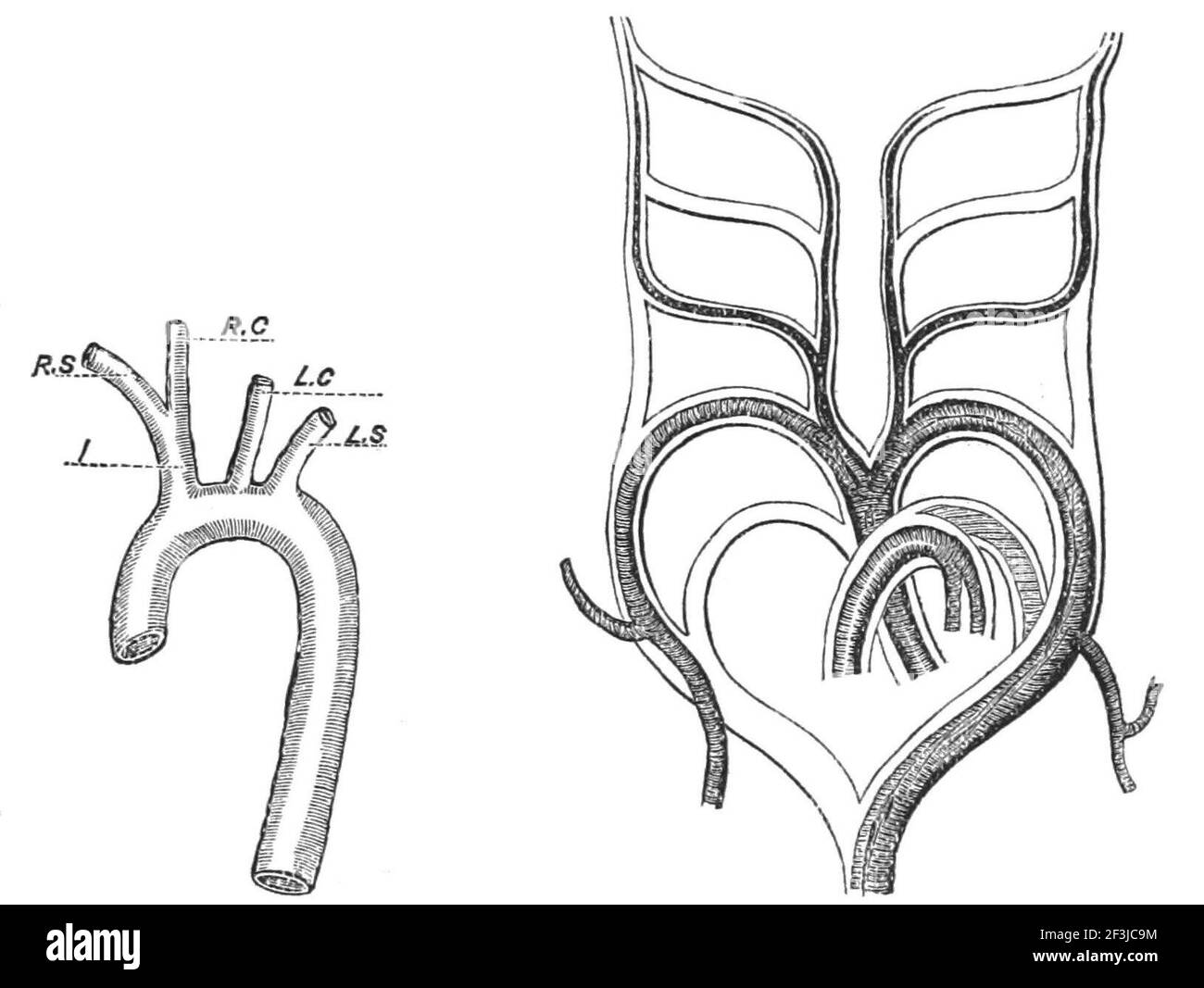 Comparison of human aortic arch and gill arches Stock Photo - Alamy