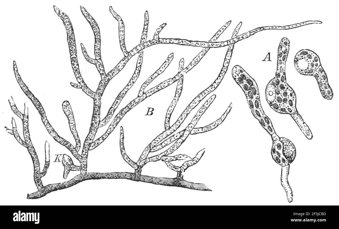 Funaria hygrometrica. Stock Photo
