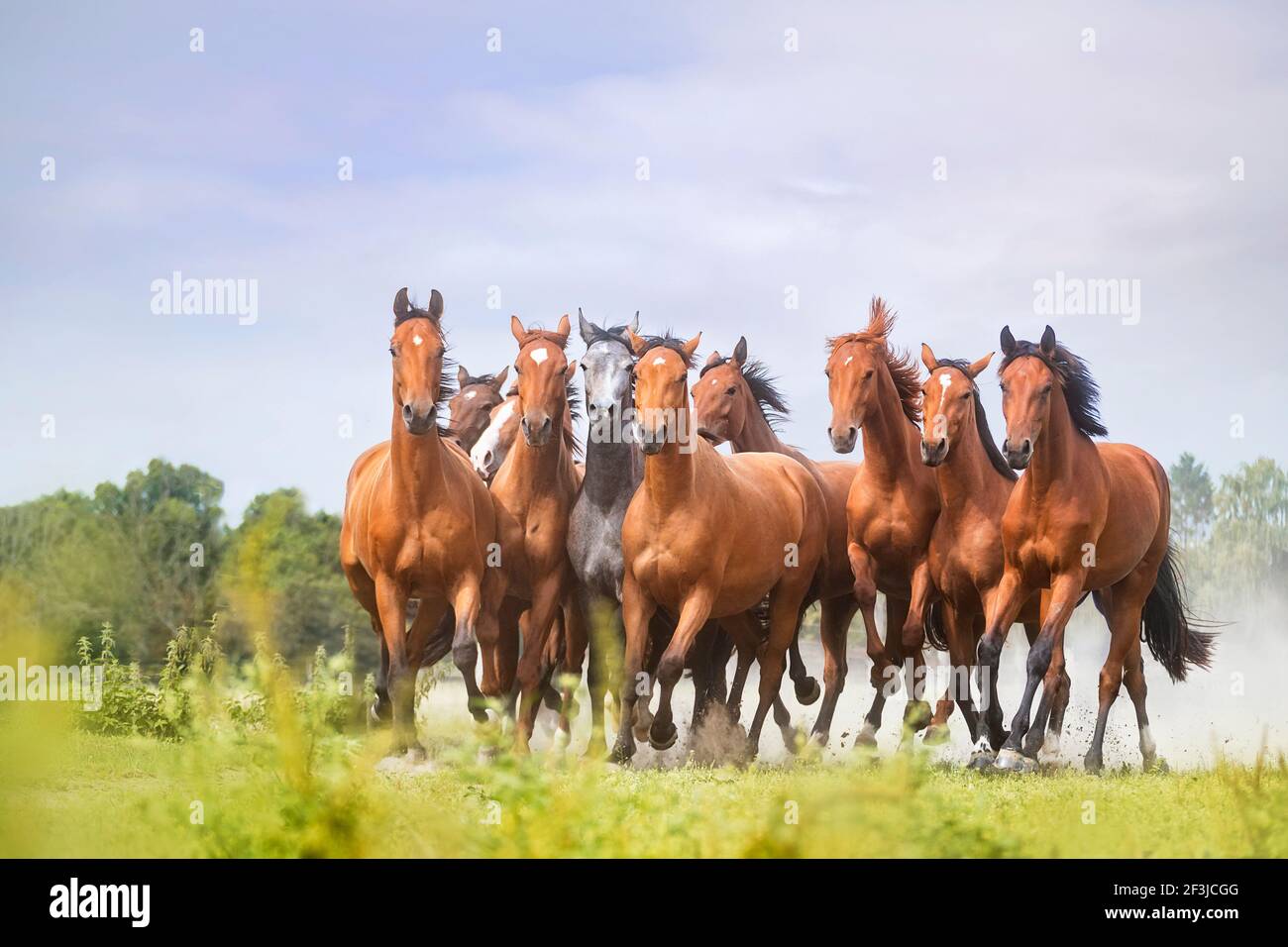 Warmblood. Herd of young stallions galloping on a pasture. Germany Stock Photo