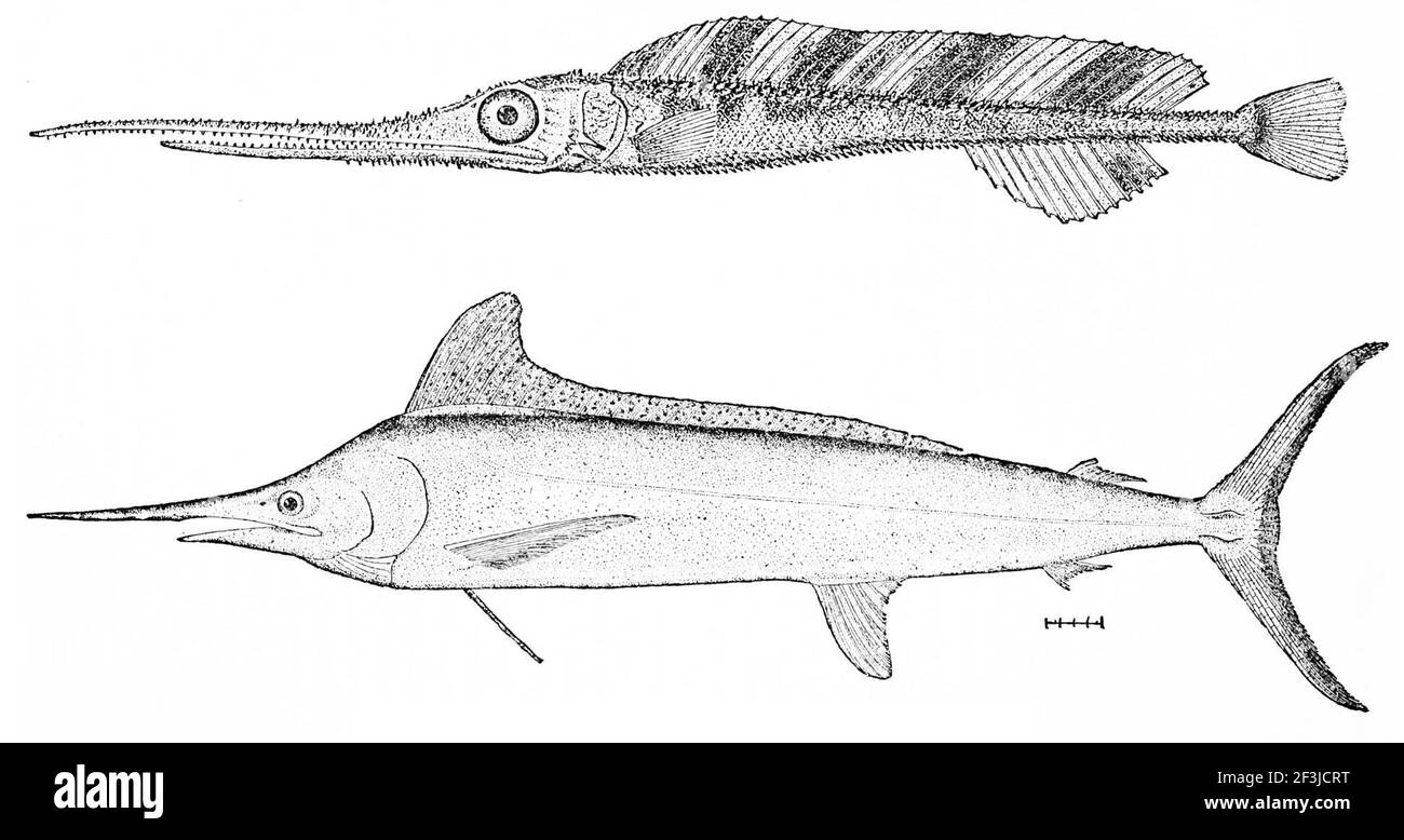 Young swordfish and western atlantic spearfish tetrapturus albidus Stock Photo Alamy