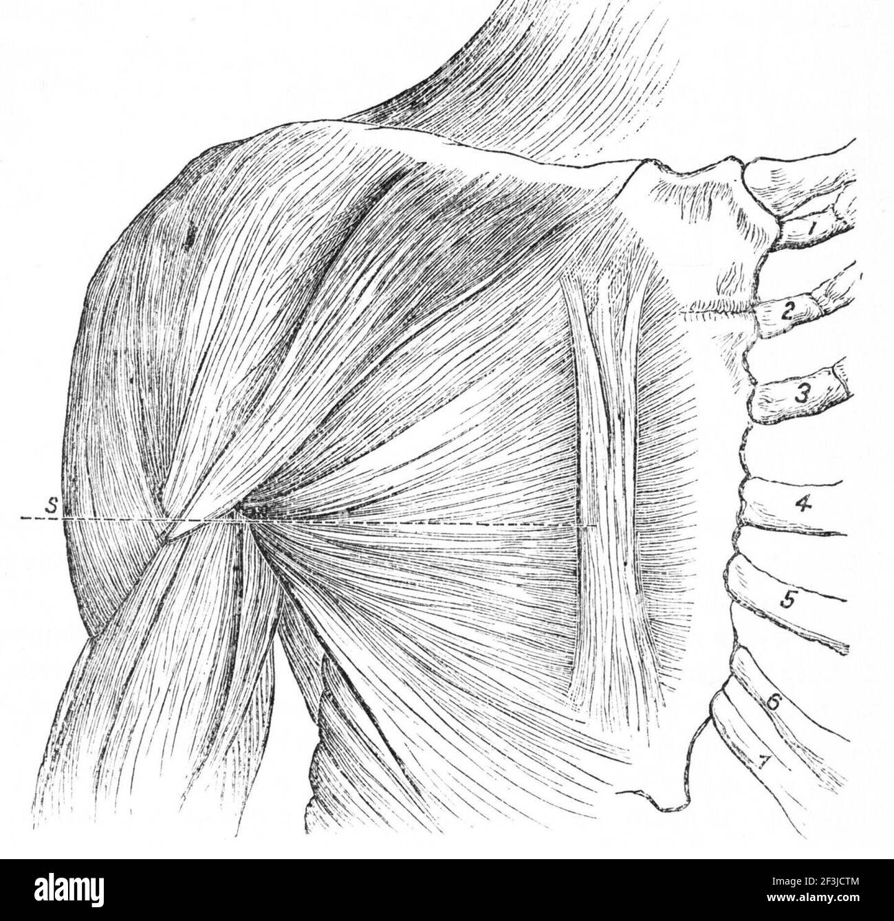 Rectus sternalis and the great pectoral chest muscle Stock Photo Alamy