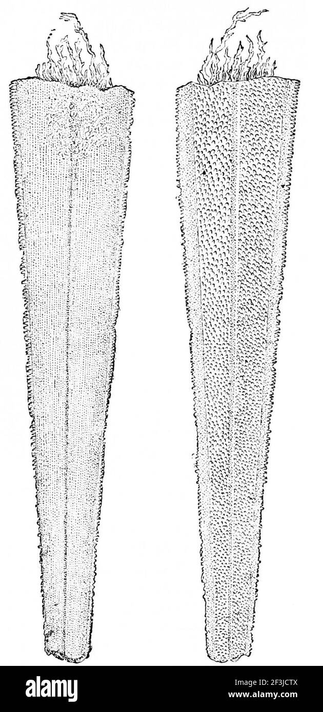 Sword of young swordfish Stock Photo Alamy