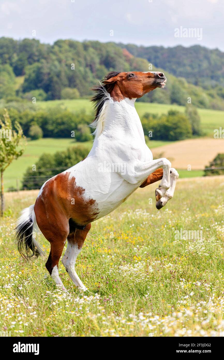 American Paint Horse. Gelding rearing on a pasture. Germany Stock Photo