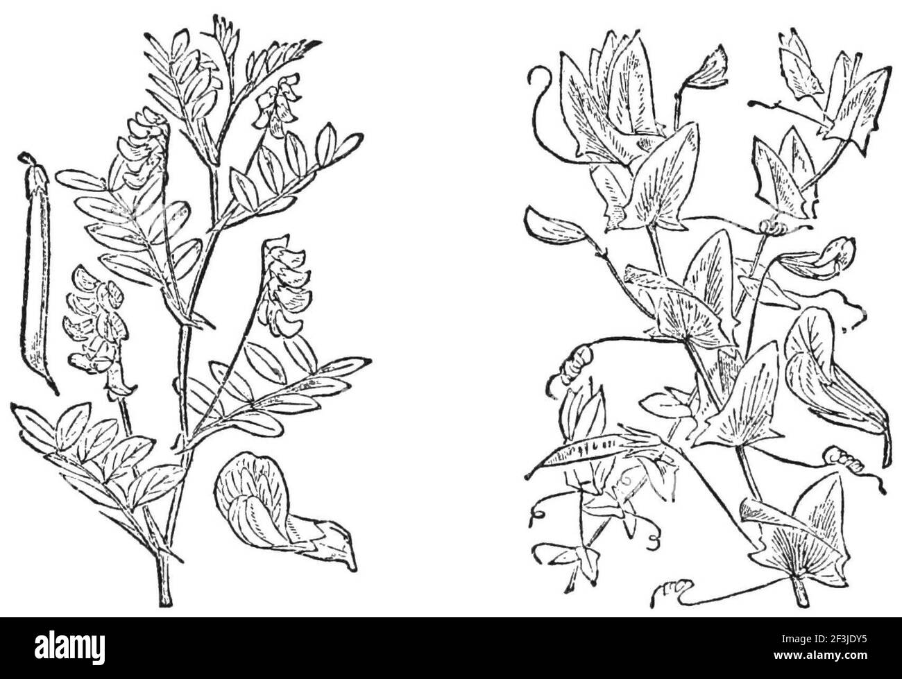 Differing leaves of the lathyrus niger and l aphaca. Stock Photo