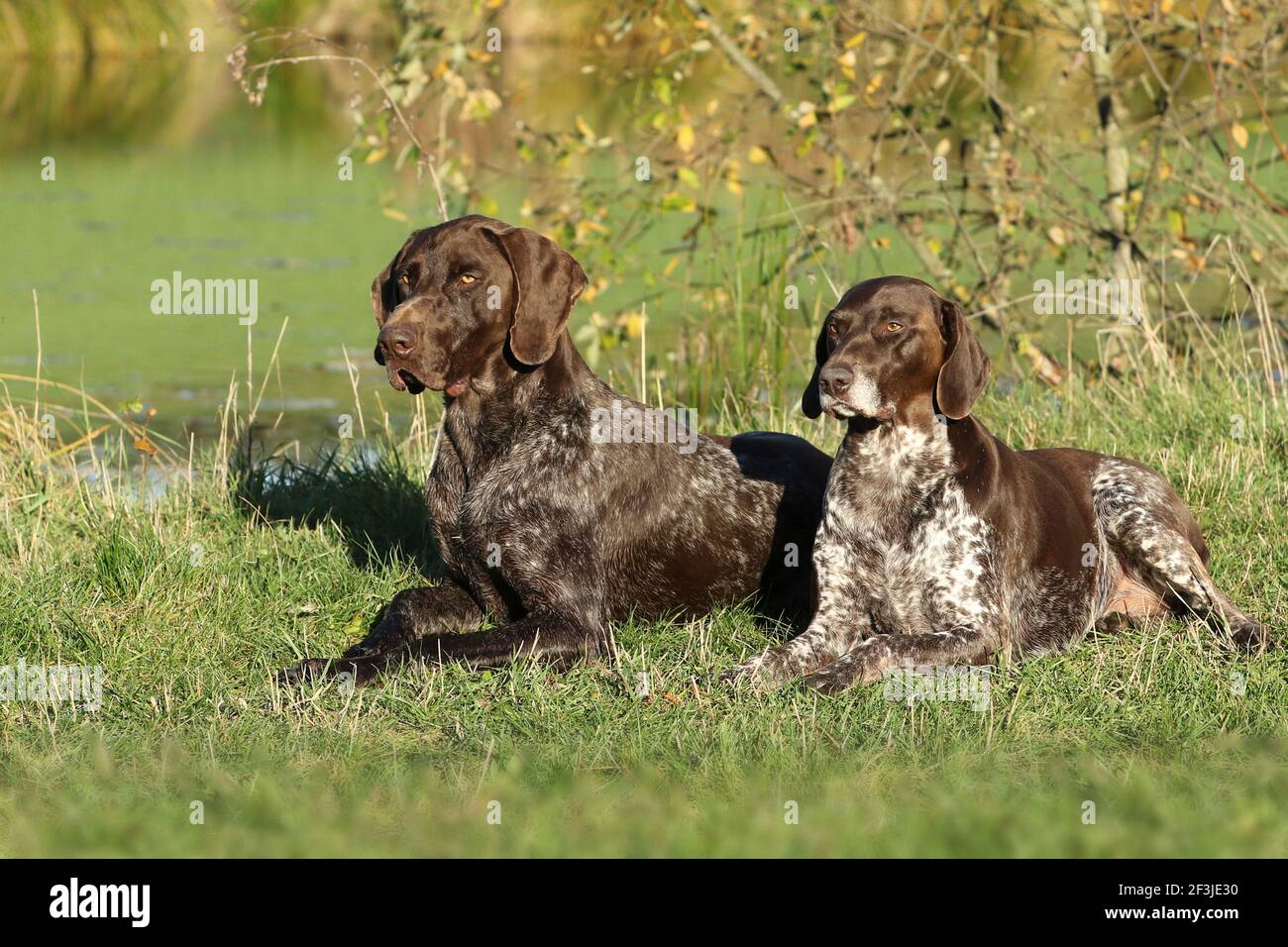 German Shorthaired Pointer. Mother and son (mother on the right 6 years, son on the left 21 months) lying on the bank of a pond. Germany Stock Photo