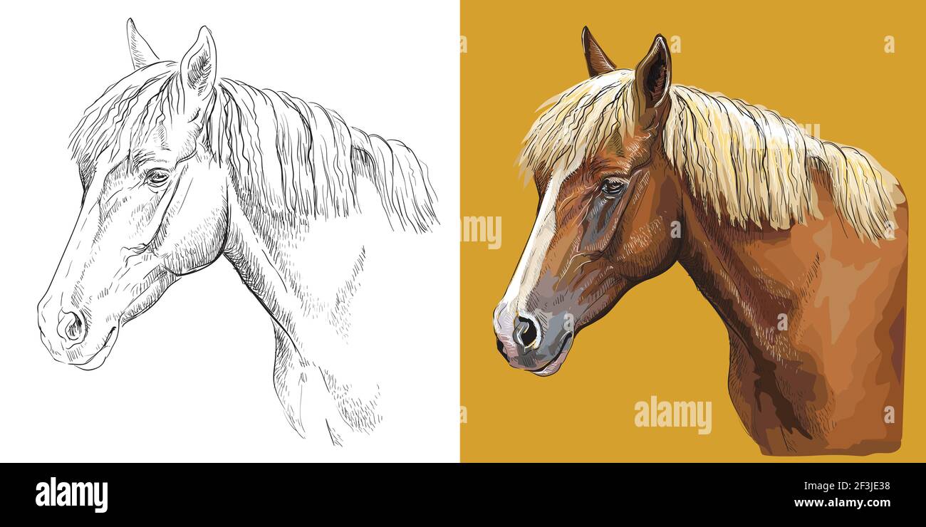 Realistic head of young chestnut horse. Vector black and white and colorful isolated illustration of horse. For decoration, coloring book, design, pri Stock Vector