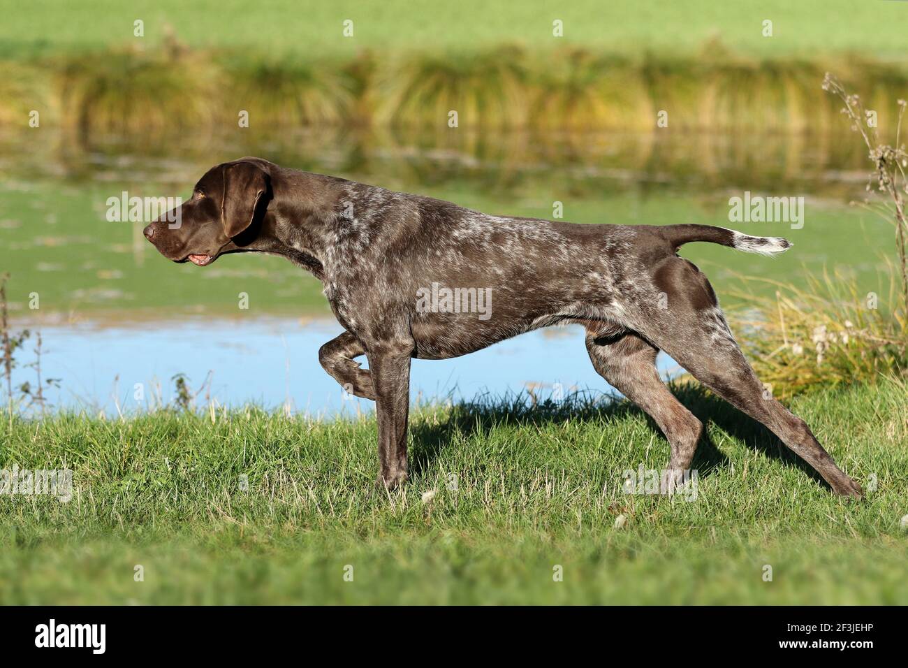 German Shorthaired Pointer. Male, 21 months old, standing in front of game birds (in classic point stance). Germany Stock Photo