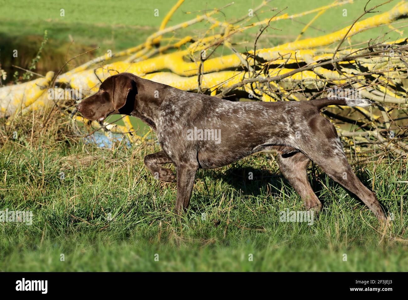 German Shorthaired Pointer. Male, 21 months old, standing in front of game birds Stock Photo