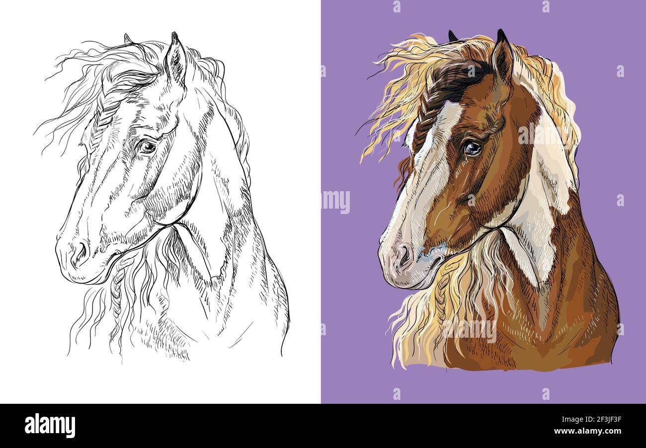 Pintos Drafter Horse Coloring Pages