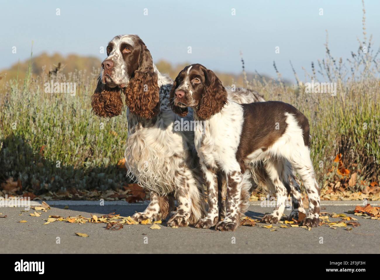 English Springer Spaniel. Two males (right 6 years old, left 17 weeks old) standing next to each other. Germany Stock Photo