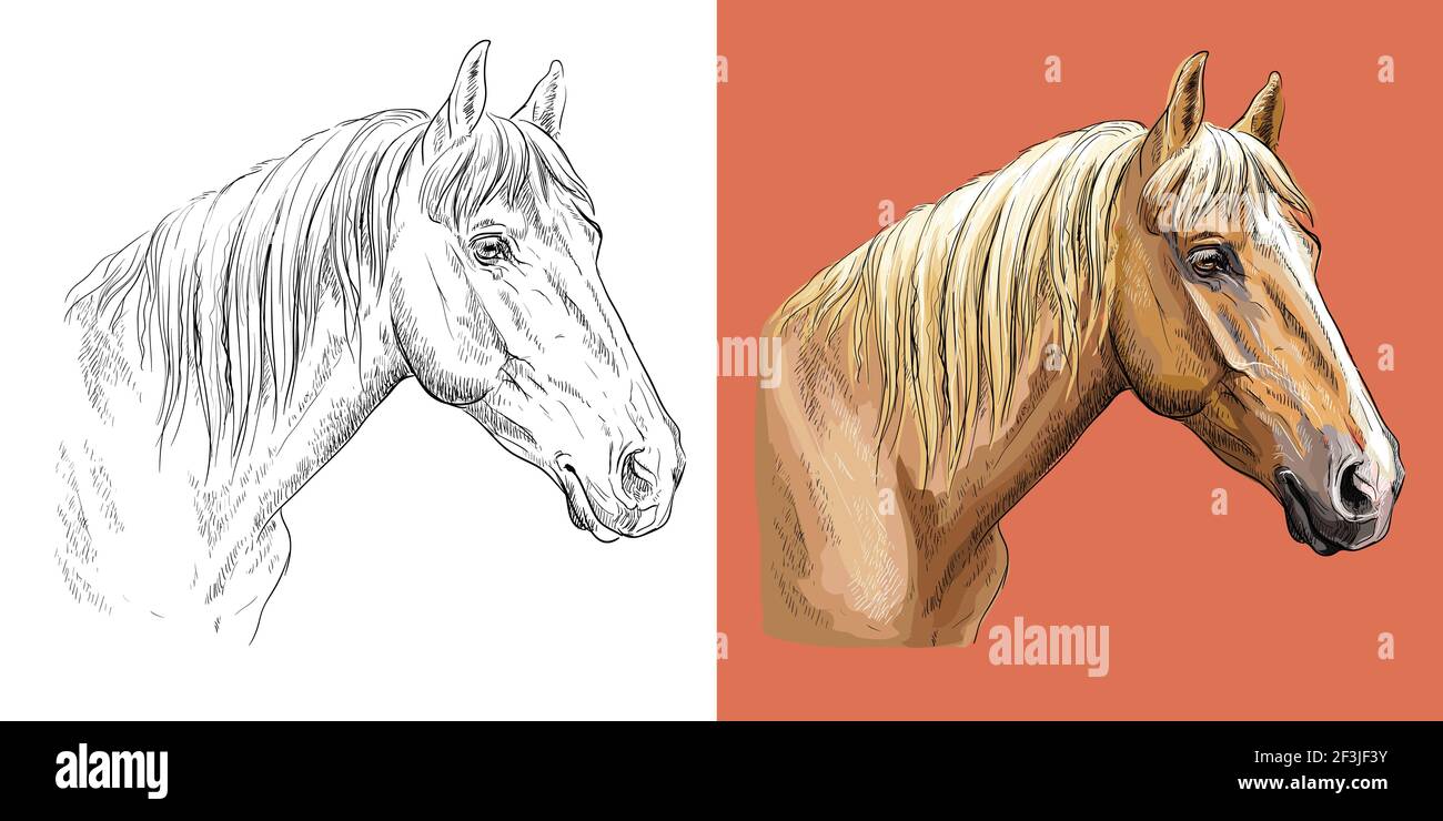 Realistic head of sports chestnut horse. Vector black and white and colorful isolated illustration of horse. For decoration, coloring book, design, pr Stock Vector