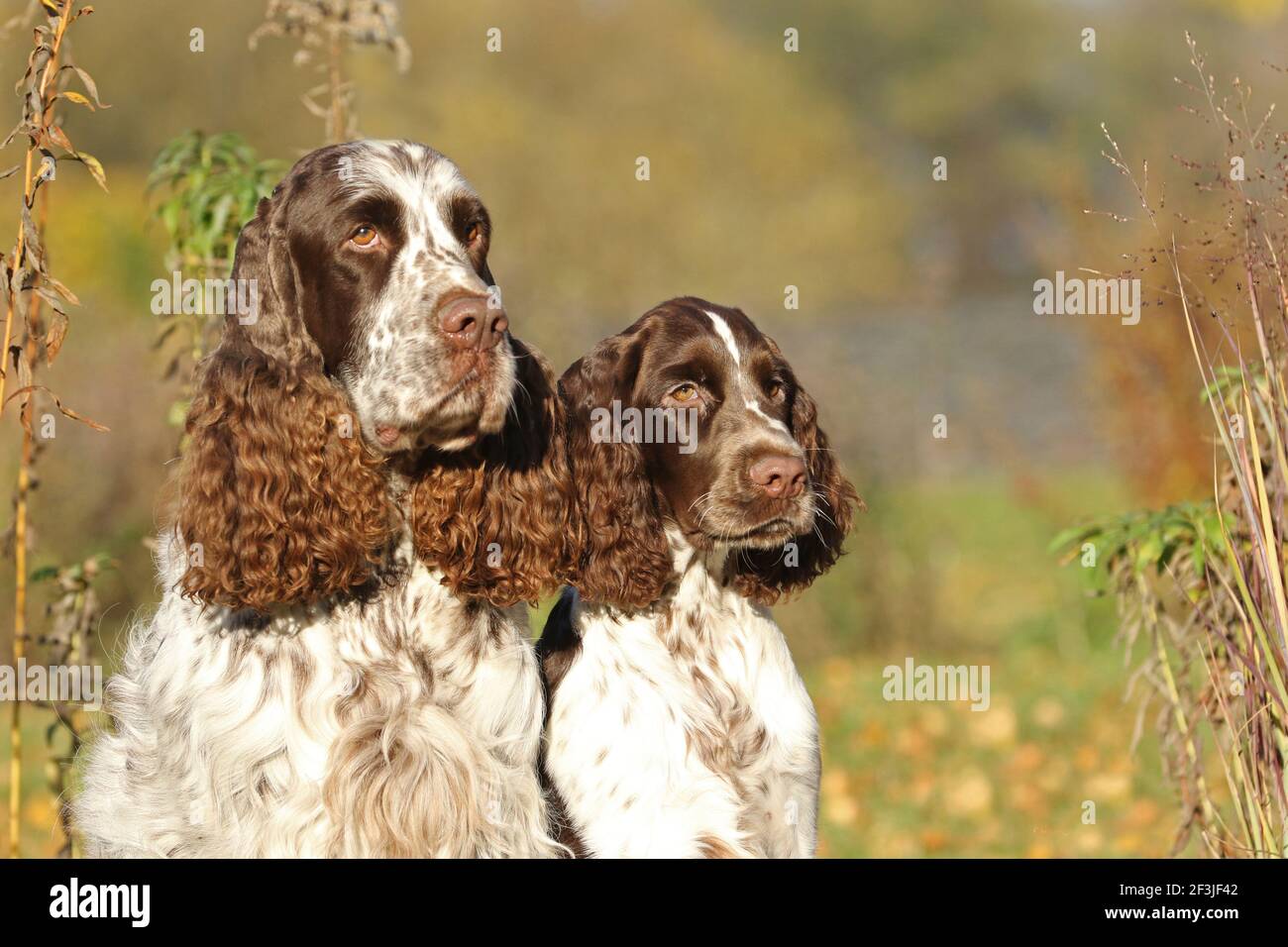 English Springer Spaniel. Two males (right 6 years old, left 17 weeks old) sitting next to each other. Germany Stock Photo