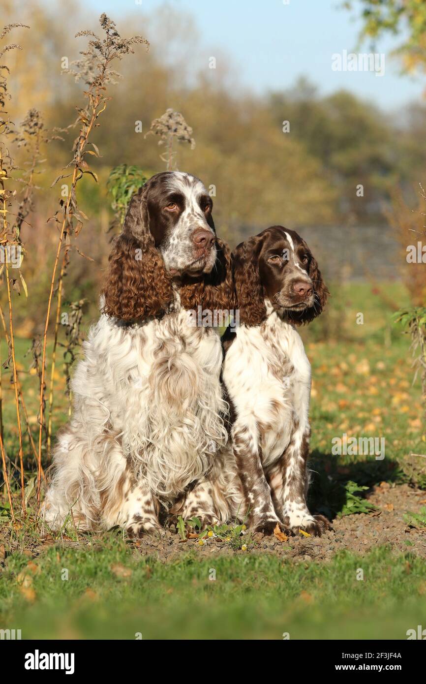 English Springer Spaniel. Two males (right 6 years old, left 17 weeks old) sitting next to each other. Germany Stock Photo