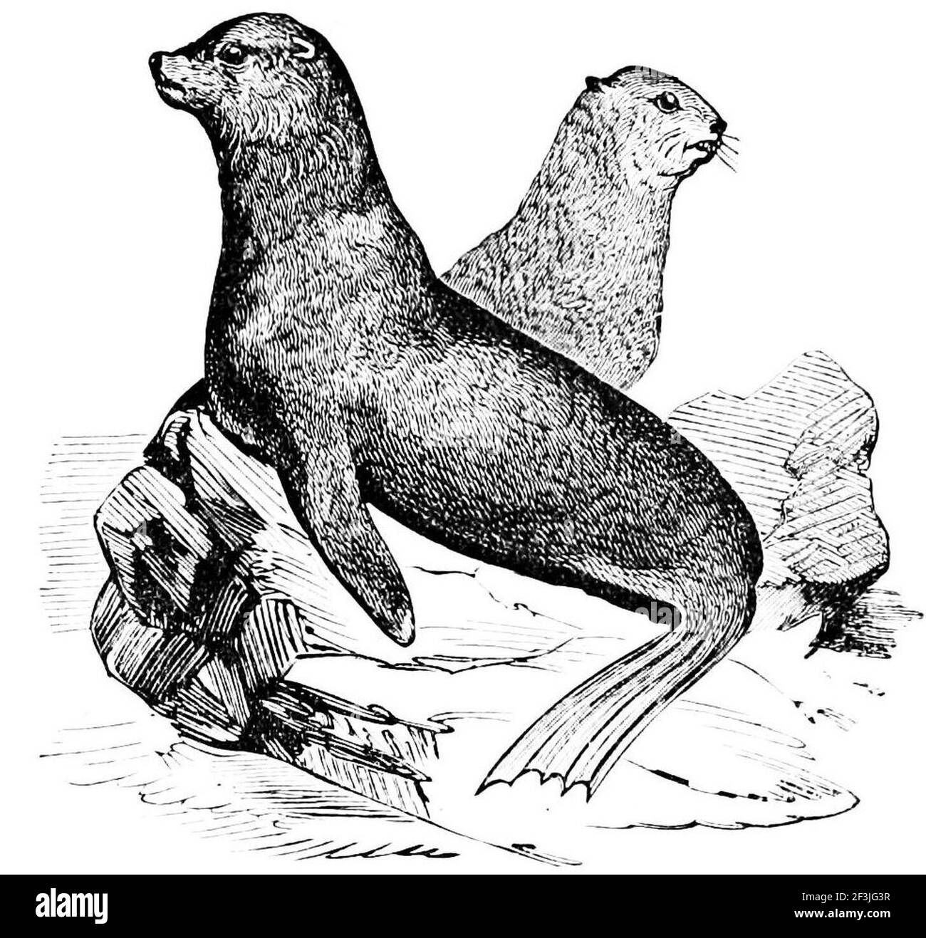 The northern sea bear otavia ursina Stock Photo Alamy
