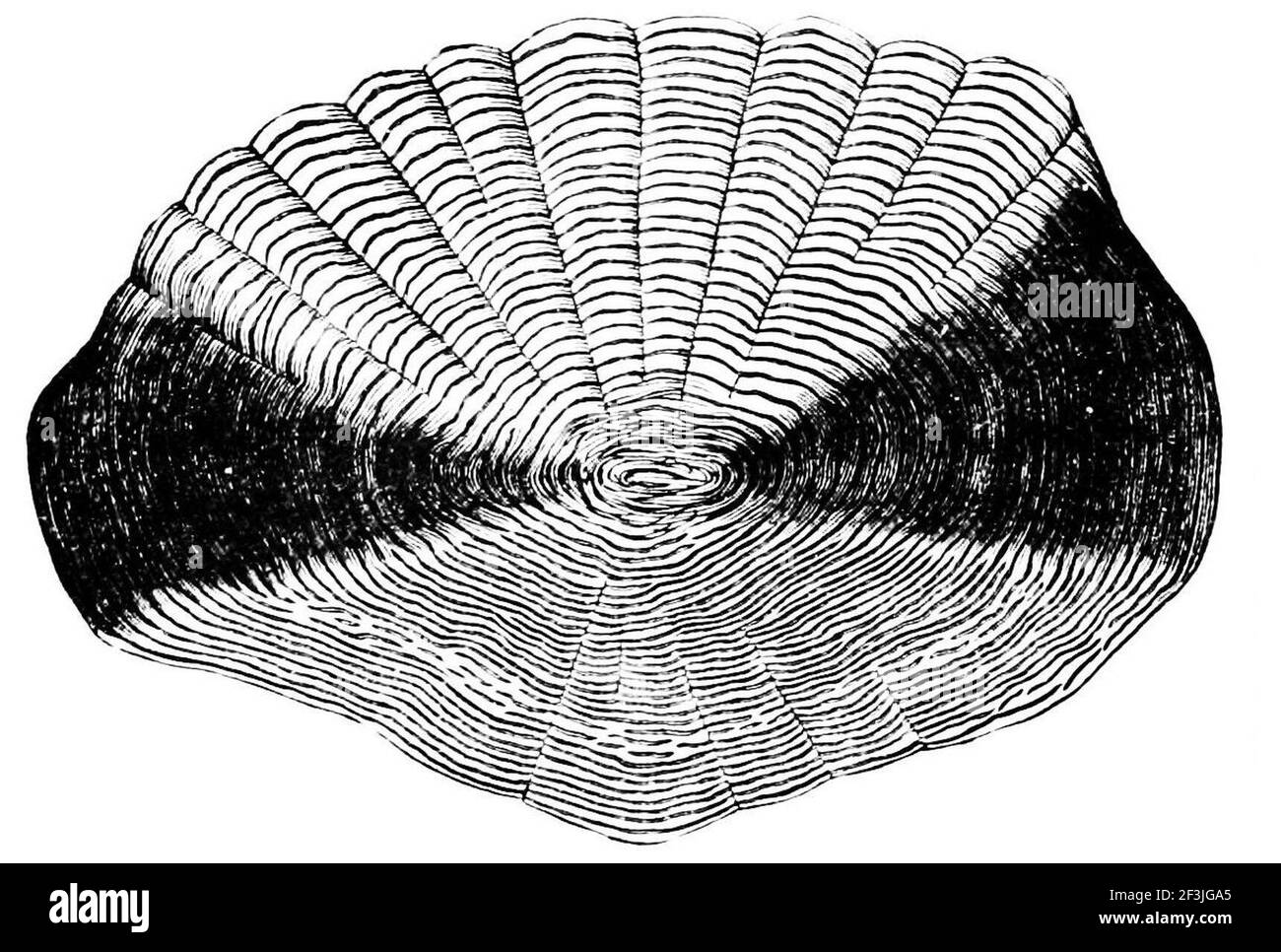 Определение возраста рыб. Определение возраста рыбы по чешуе. Ктеноидная чешуя. Строение рыбьей чешуи. Возраст рыбы по чешуе.
